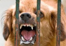 За отказ прививать домашних животных от бешенства жителям Комсомольска-на-Амуре придется заплатить штраф